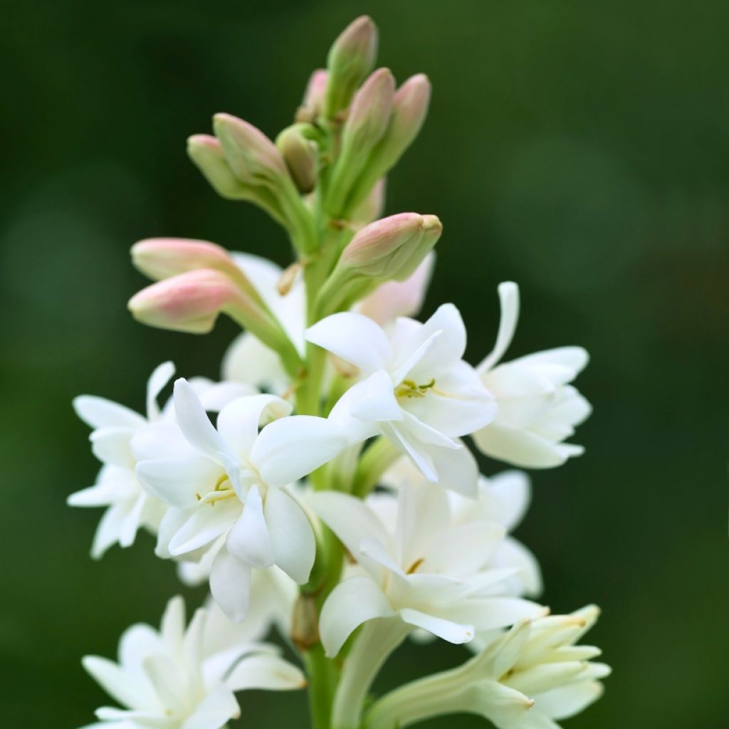 Polianthes tuberosa The Pearl