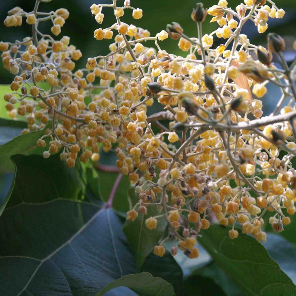 Poliothyrsis sinensis