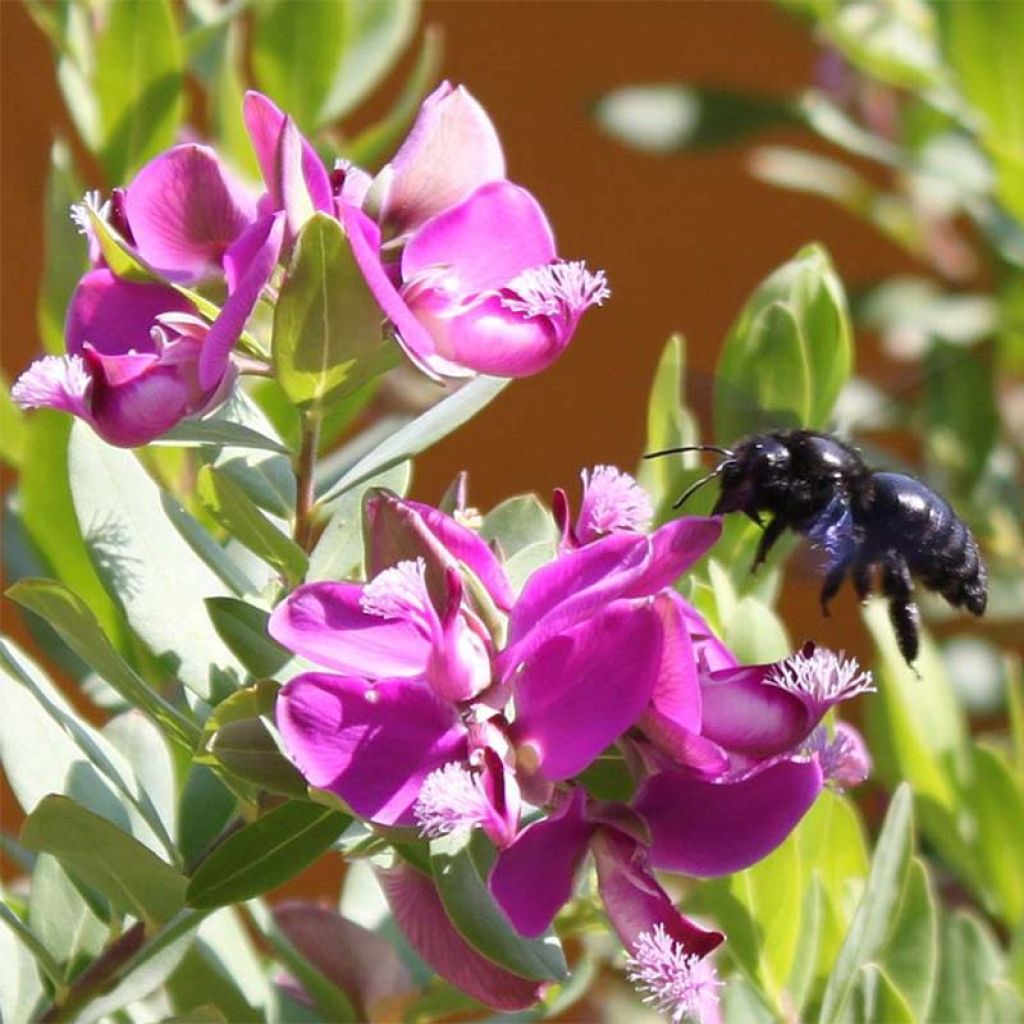 Polygala myrtifolia - Polygale à feuilles de myrte