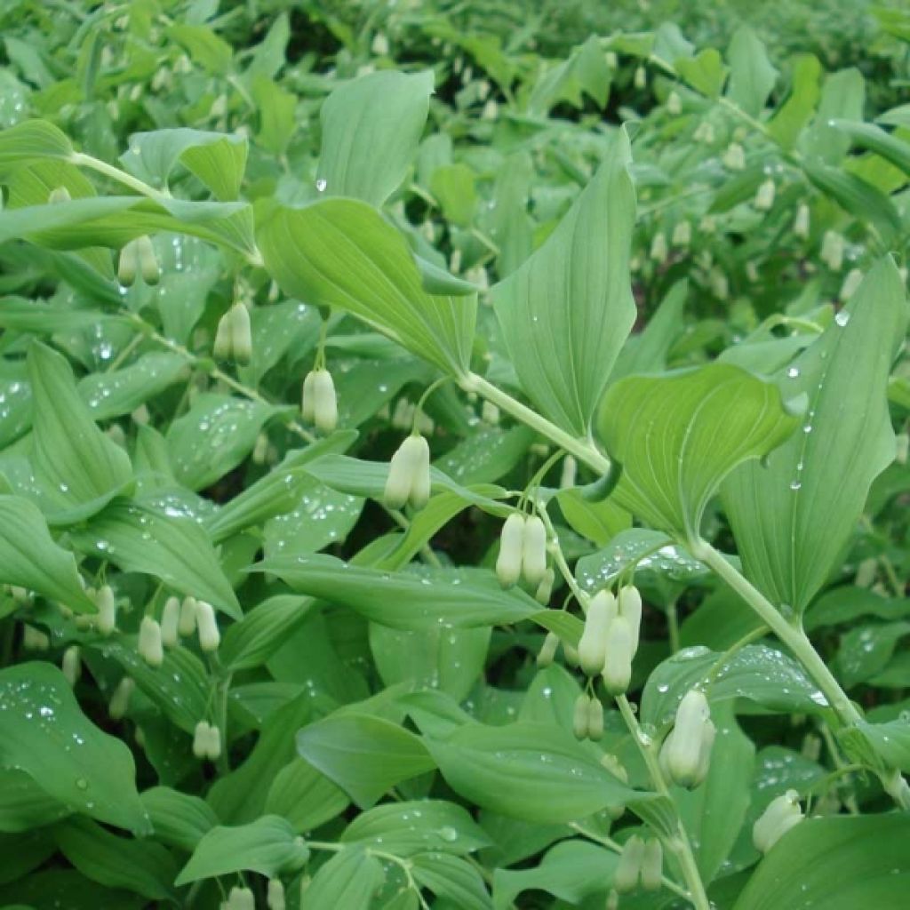 Sceau de Salomon - Polygonatum commutatum