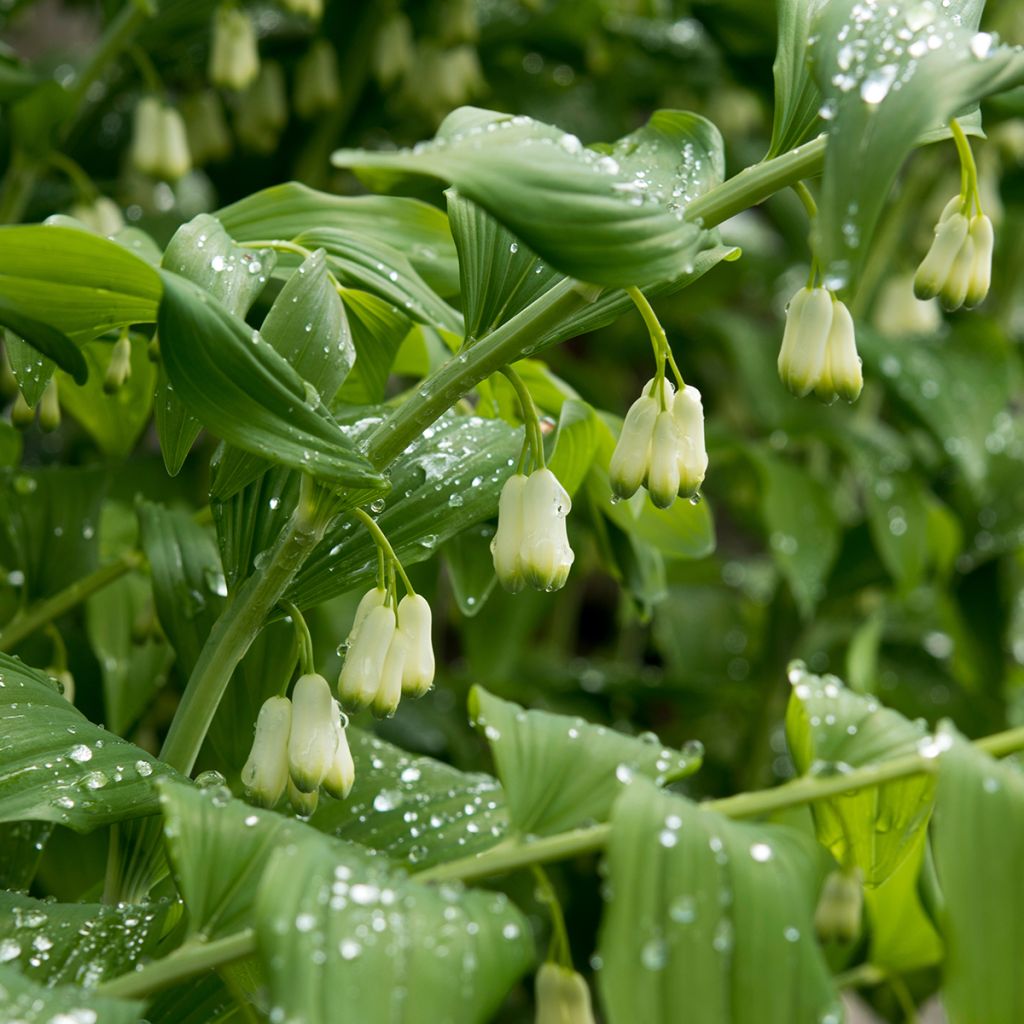 Polygonatum commutatum - Solomon's Seal