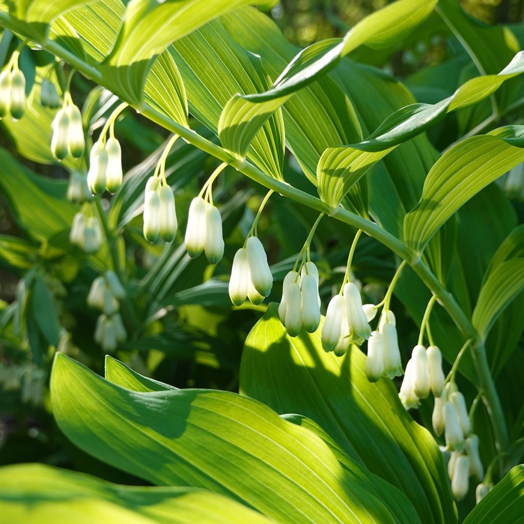 Polygonatum commutatum - Solomon's Seal