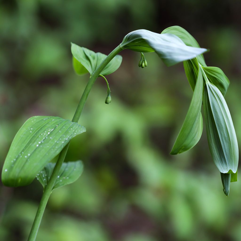 Polygonatum commutatum - Solomon's Seal