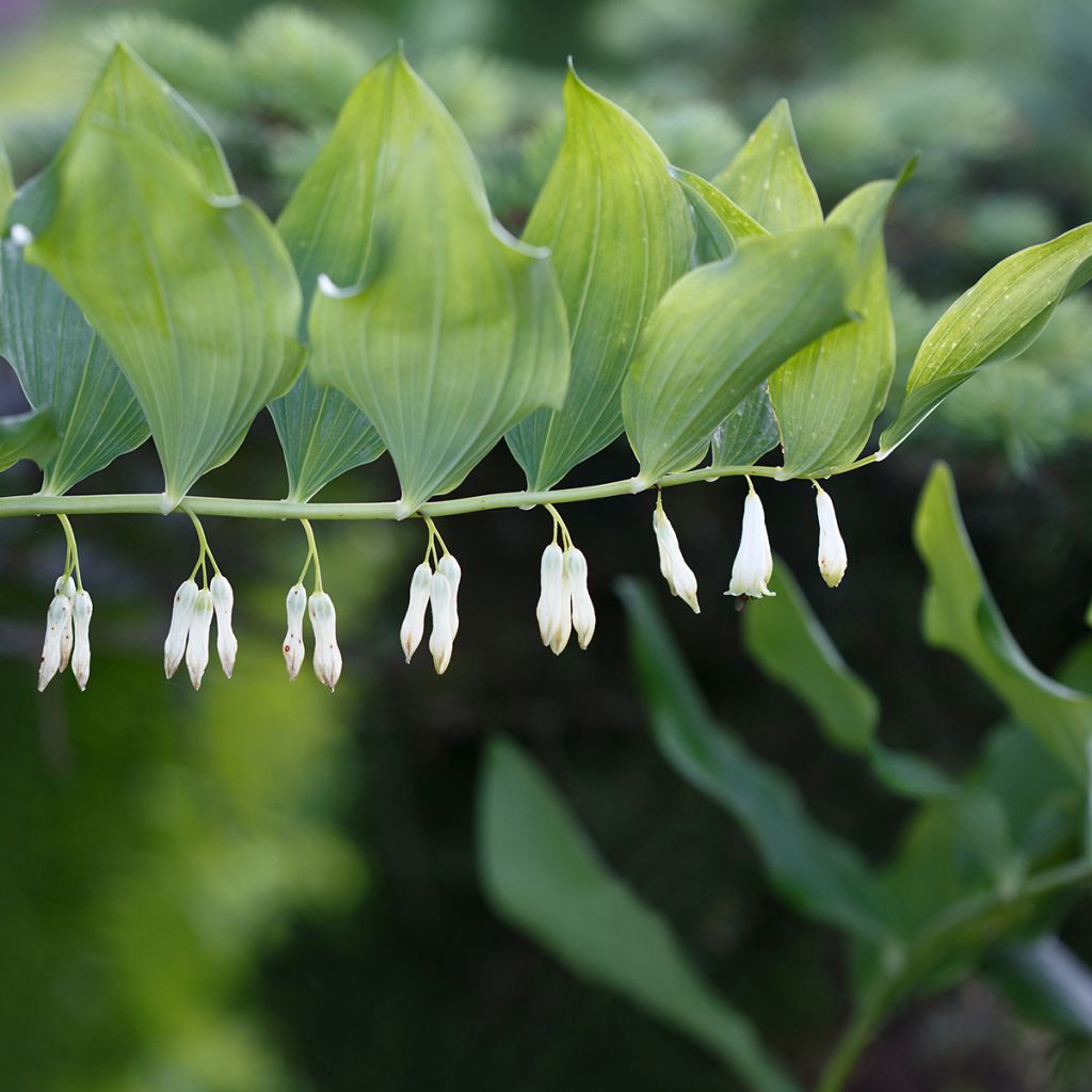 Polygonatum commutatum - Solomon's Seal