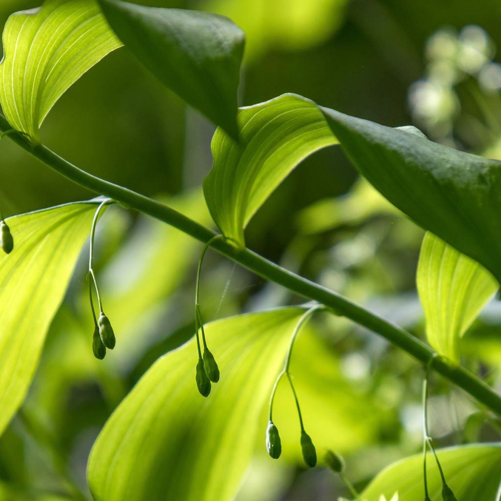 Polygonatum commutatum - Solomon's Seal