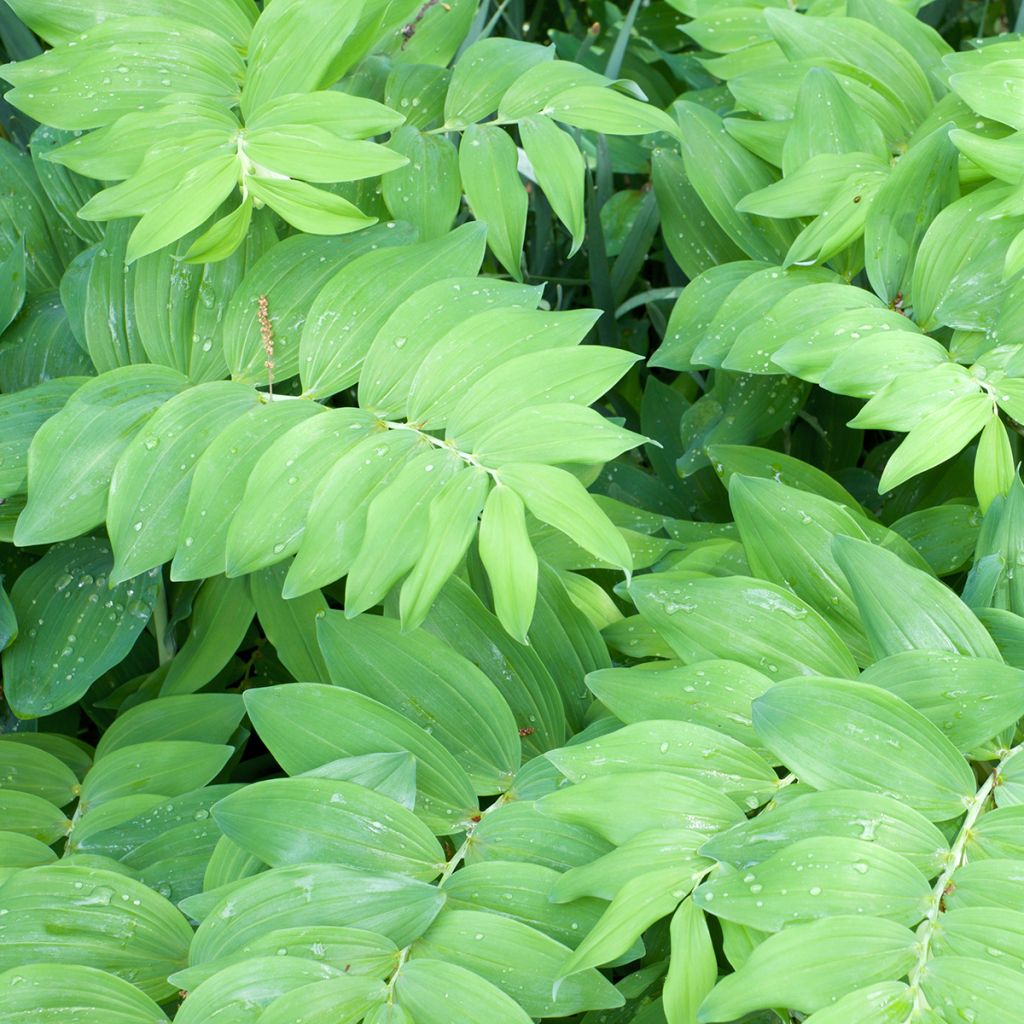 Polygonatum commutatum - Solomon's Seal