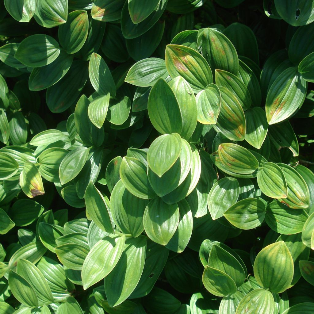 Polygonatum humile - Sceau de Salomon