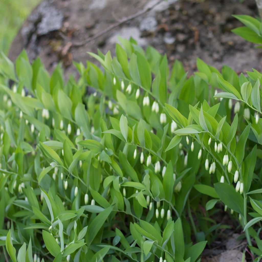 Sceau de Salomon - Polygonatum odoratum