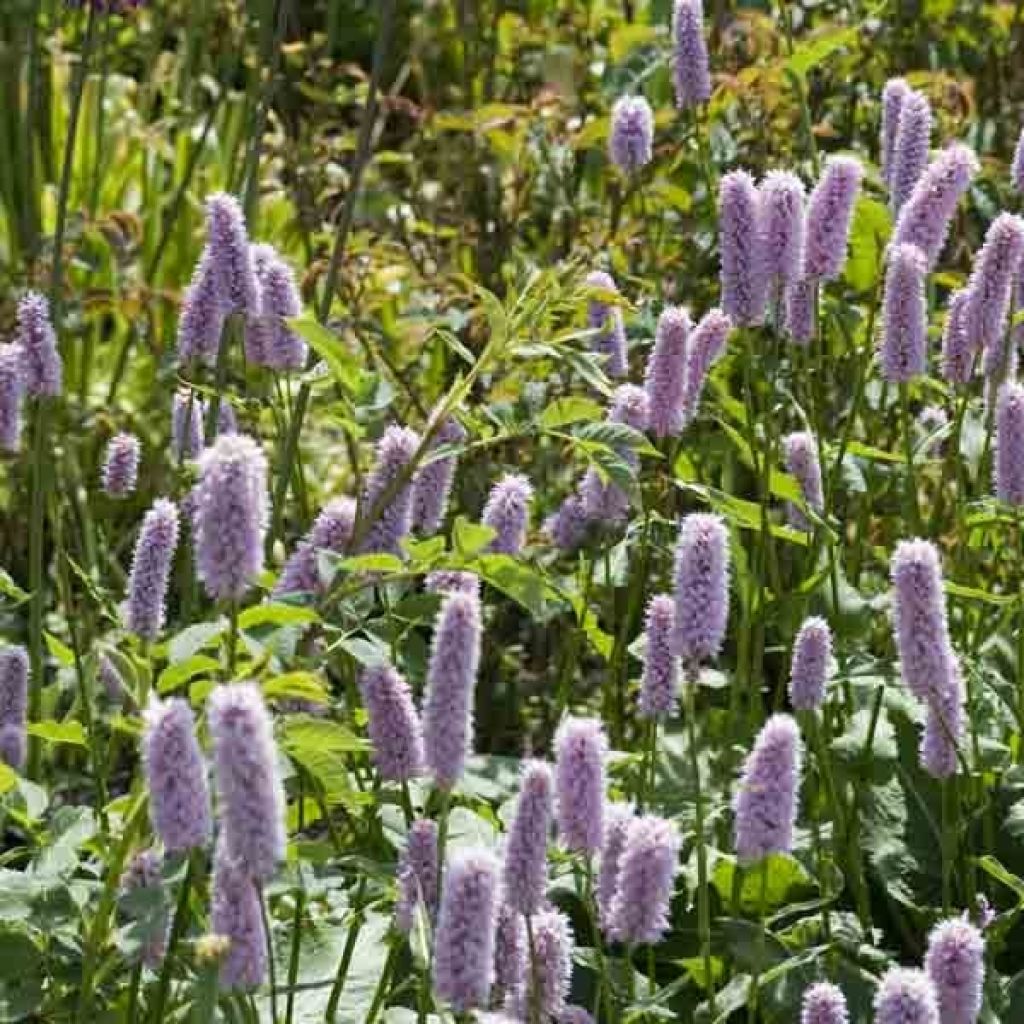 Renouée - Persicaria bistorta Superba