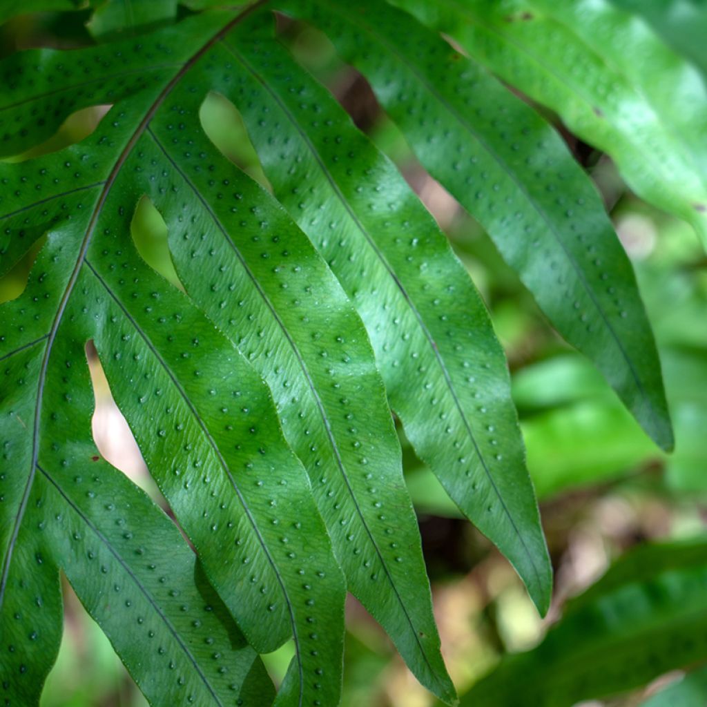 Polypodium ou Phlebodium pseudoaureum - Fougère bleue de Virginie