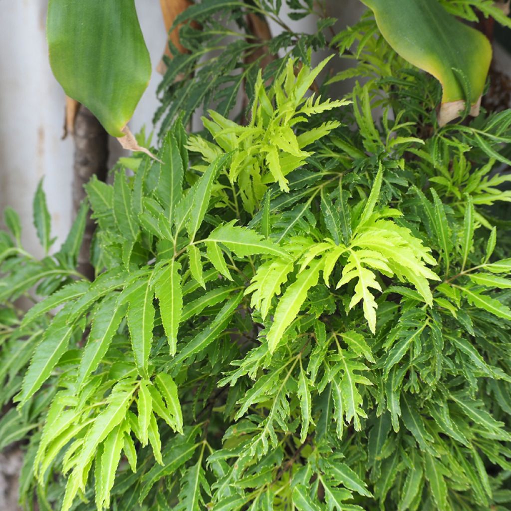 Polyscias filicifolia - Fern leaf aralia