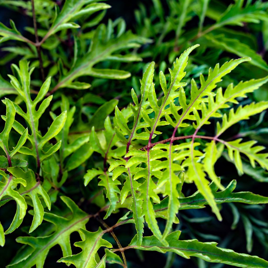Polyscias filicifolia - Fern leaf aralia