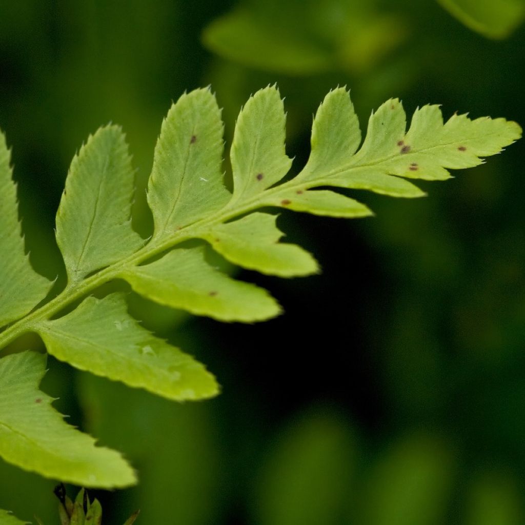 Fougère de Noël, Polystichum acrostichoides