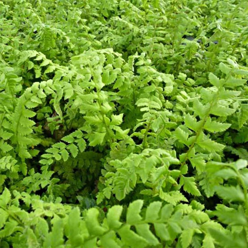 Polystichum aculeatum - Fougère - Aspidie à soies raides