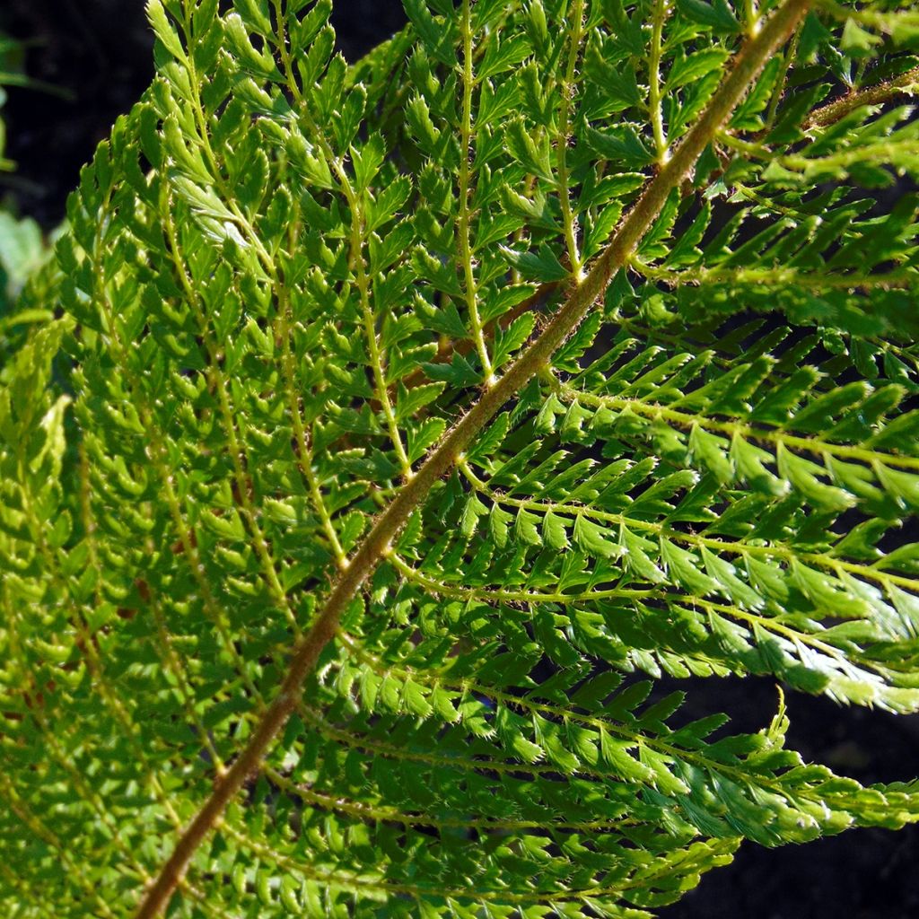 Polystichum setiferum Plumosum Bevis - Aspidie à cils raides