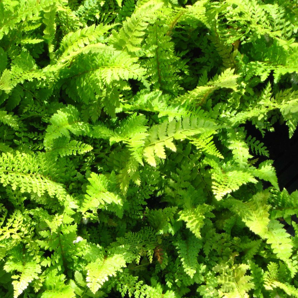 Polystichum setiferum Proliferum - Fougère - Polystic à soies