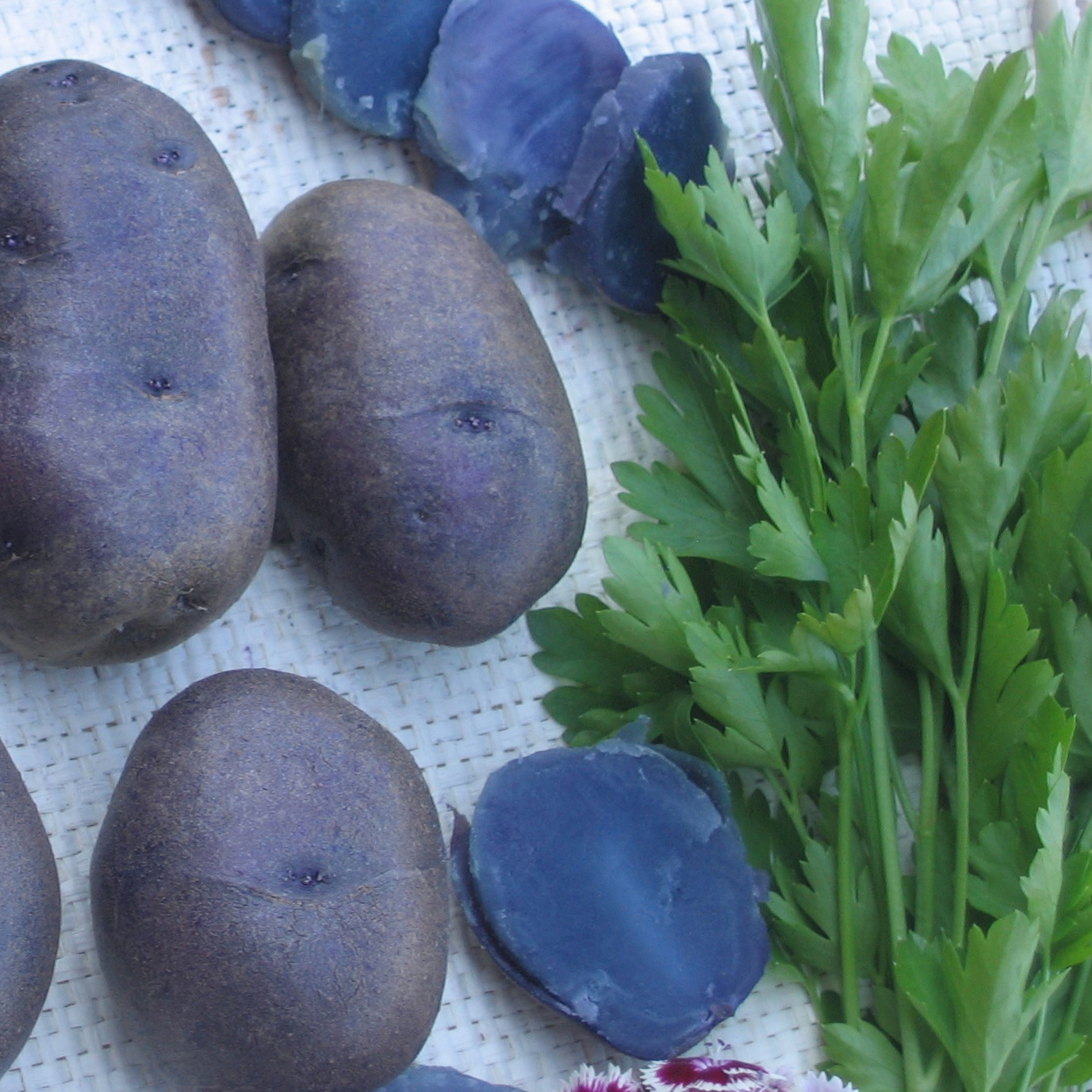 Graines De Pommes De Terre (Solanum Tuberosum) - Environ 20 Semences - Variétés Couleurs Et Formes Différentes