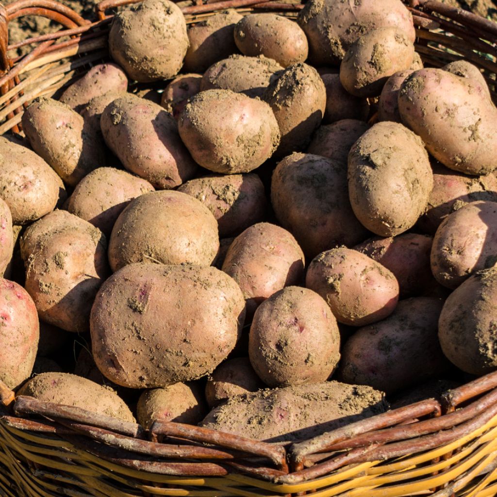 Pommes de terre Resy - Solanum tuberosum