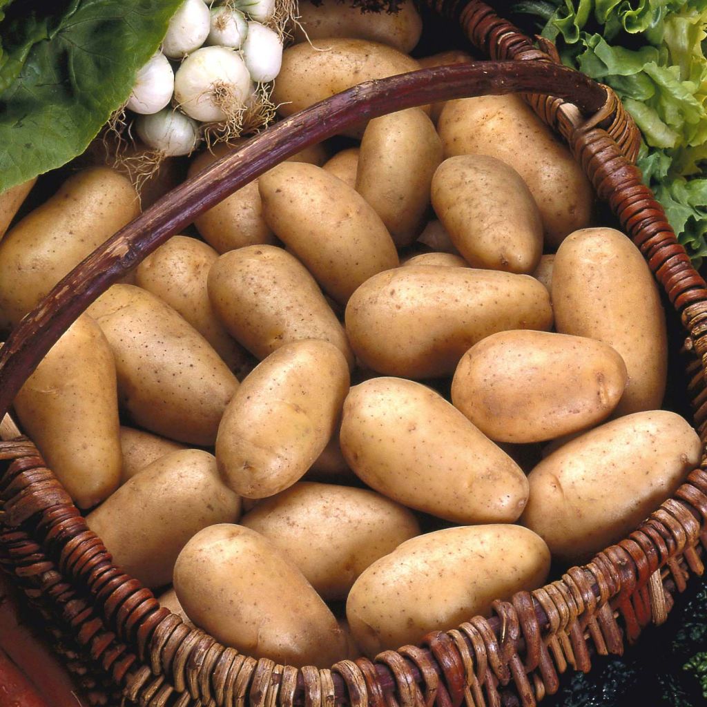 Pommes de terre Samba - Solanum tuberosum