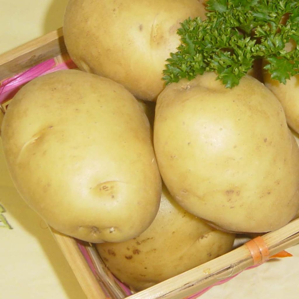 Pommes de terre Sirtema - Solanum tuberosum