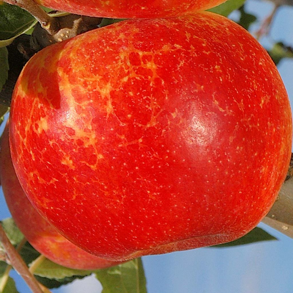 Apple Tree Antares - Malus domestica