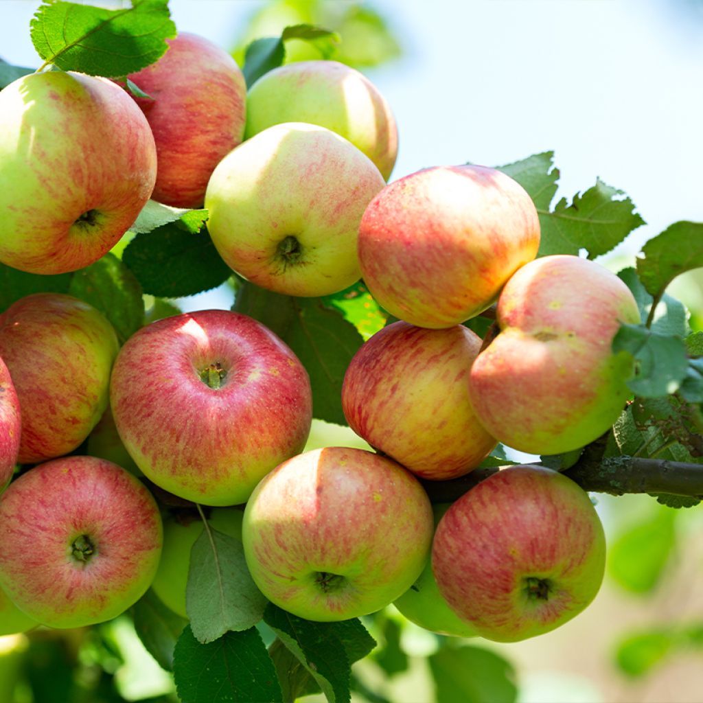 Pommier Astrakan Rouge