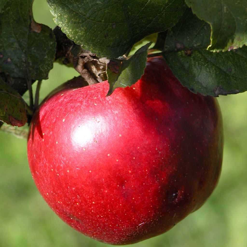 Pommier Ballerina Red Leaf