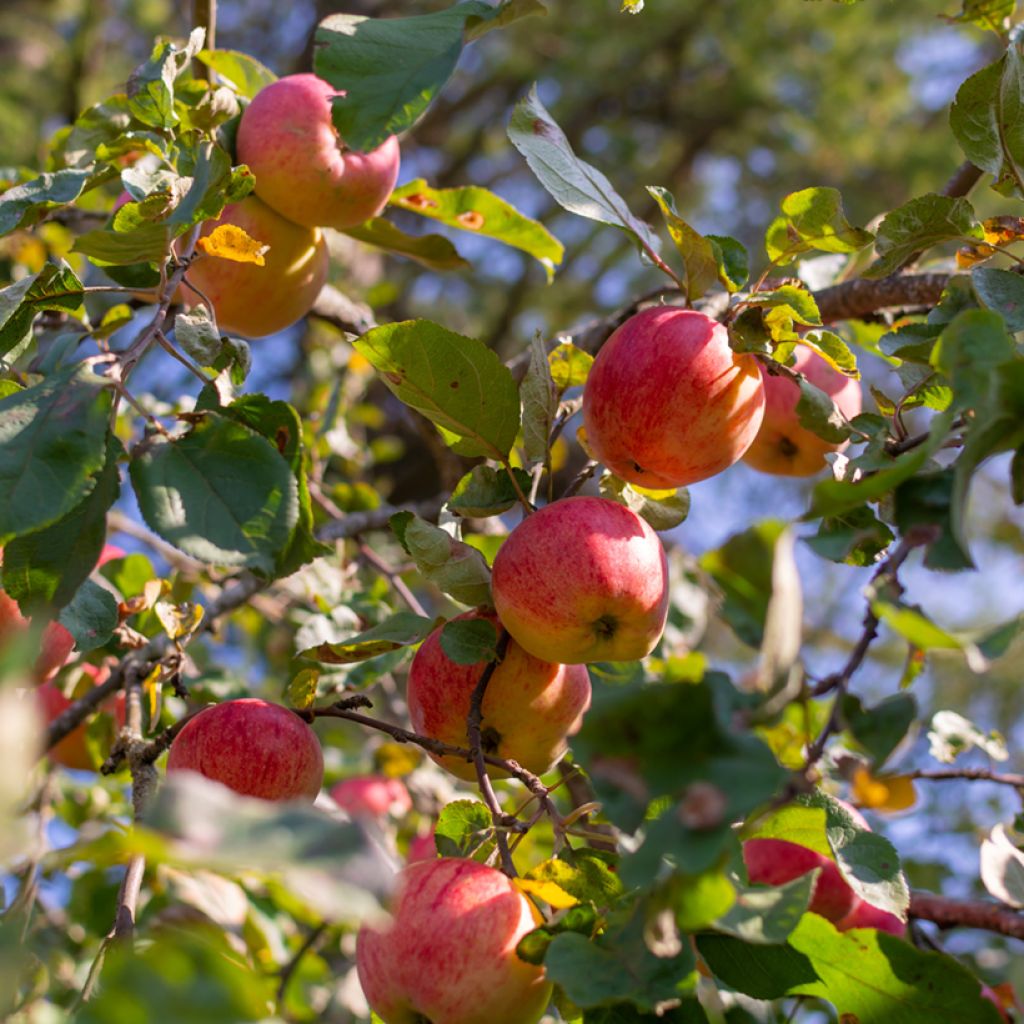 Pommier Belle fille de la Creuse