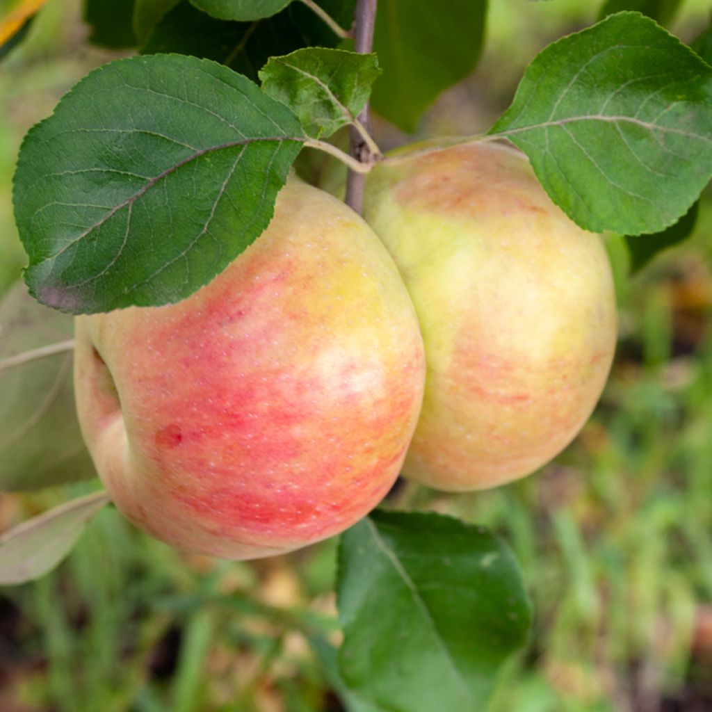 Pommier Bénédictin ou Reinette Normande