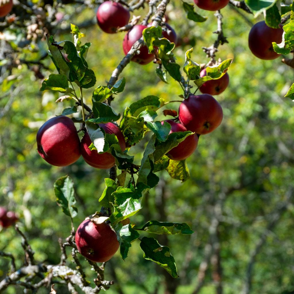 Pommier Blush rosette - pomme sanguine