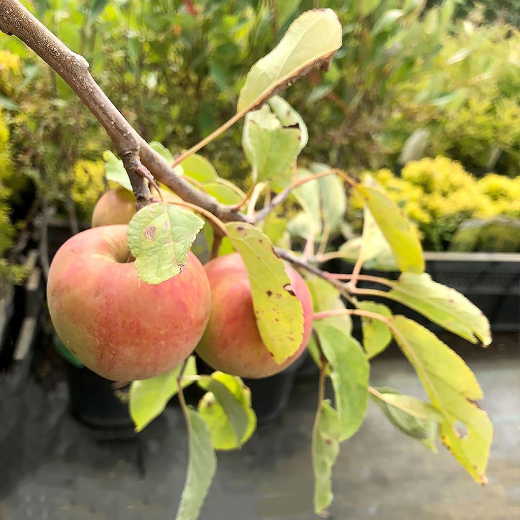 Apple Tree Cox's Orange Pippin - Malus domestica