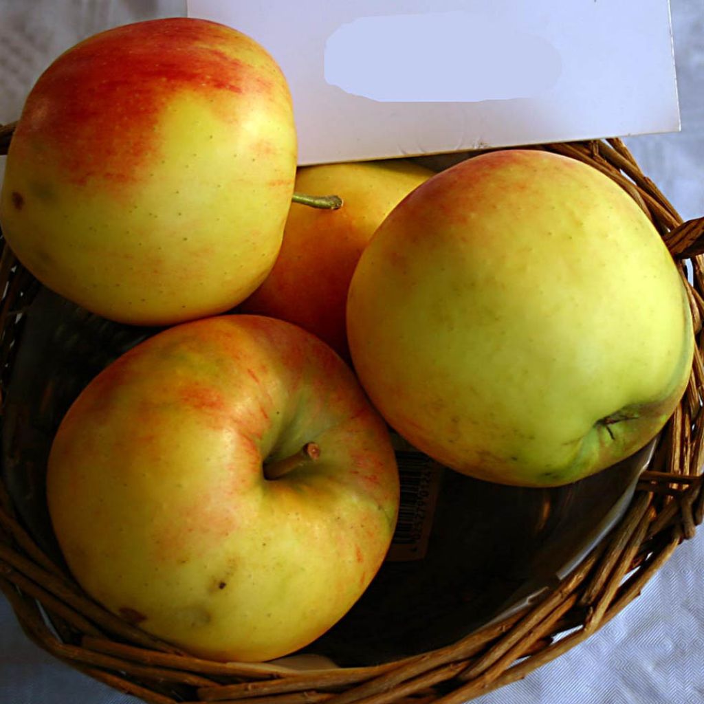 Apple Tree Elstar - Malus domestica