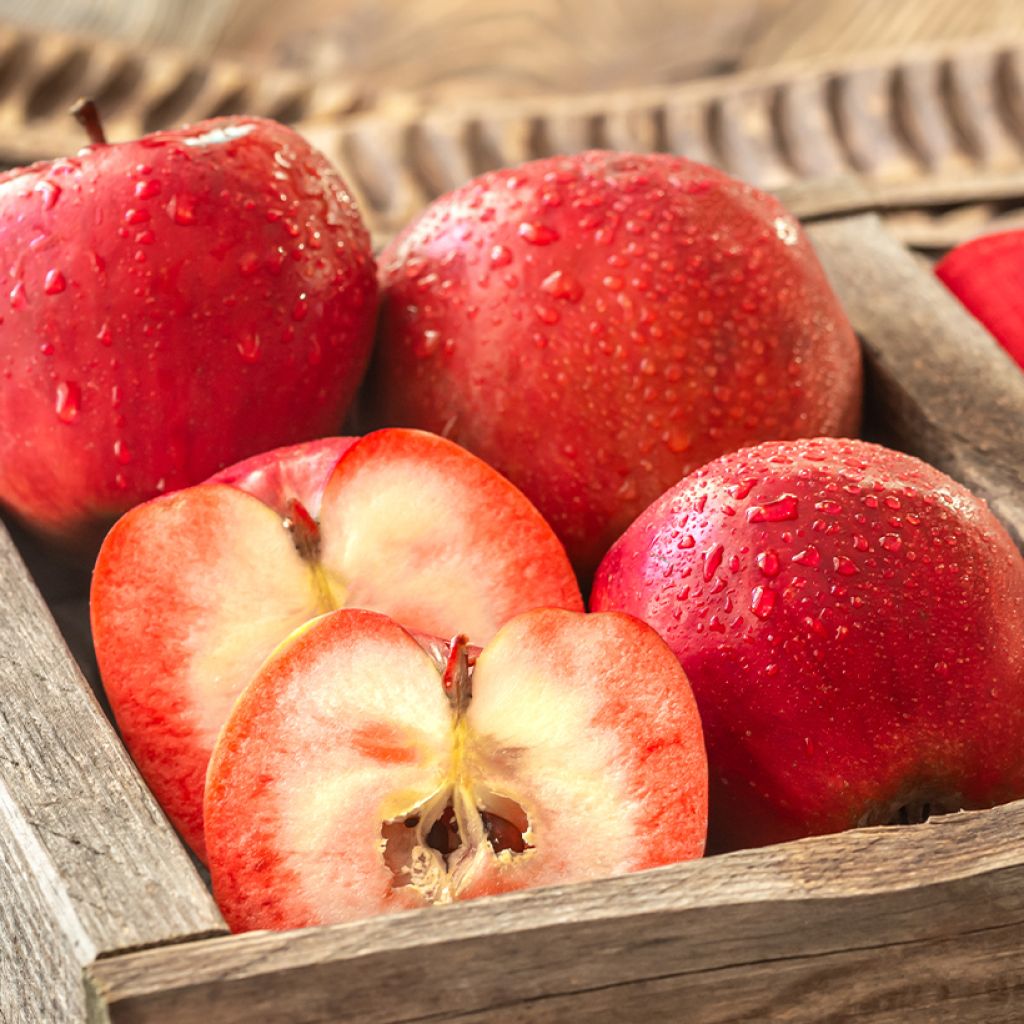 Pommier Redford