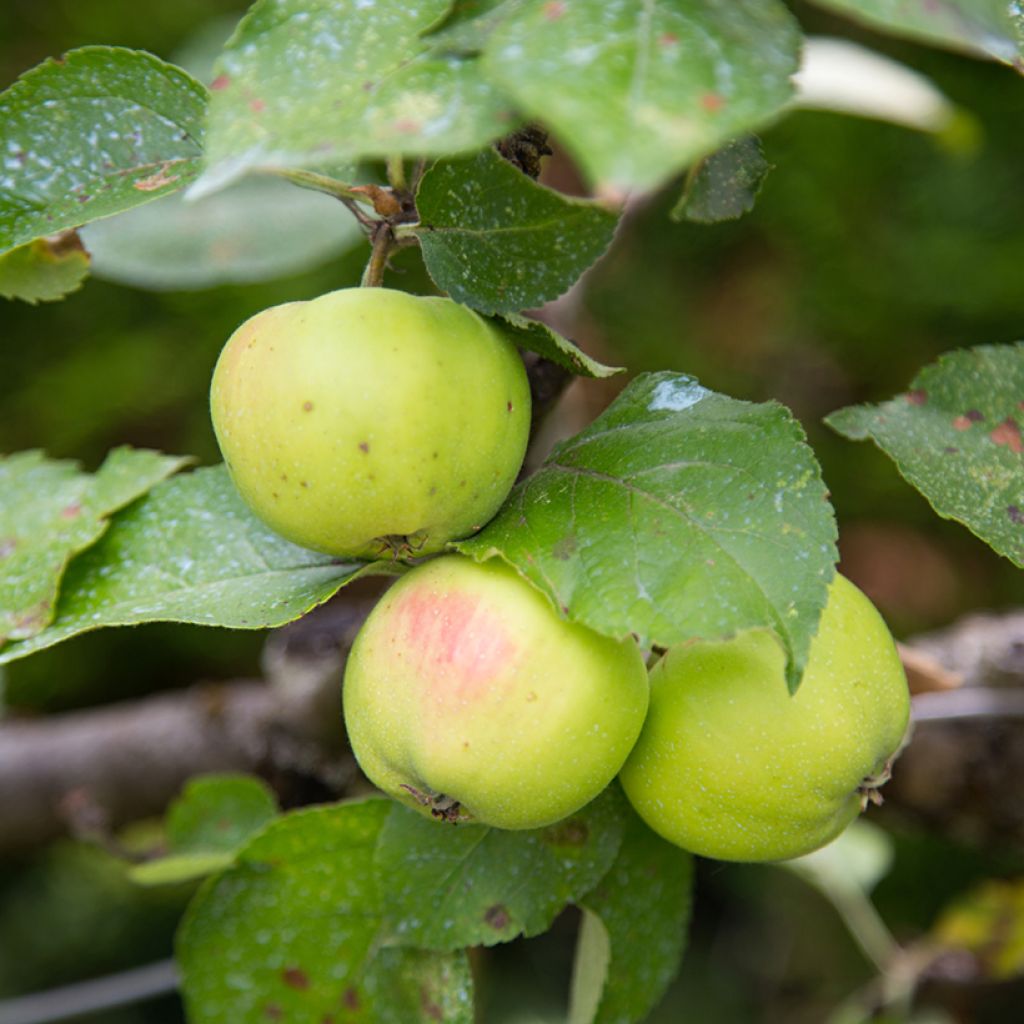 Pommier Reinette d'Anjou