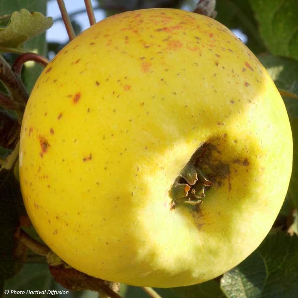 Pommier Transparente de Croncels