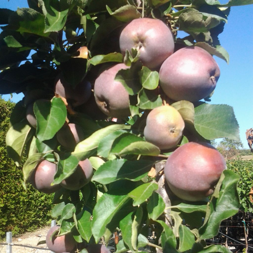 Pommier colonnaire Ballerina® Polka - Malus domestica