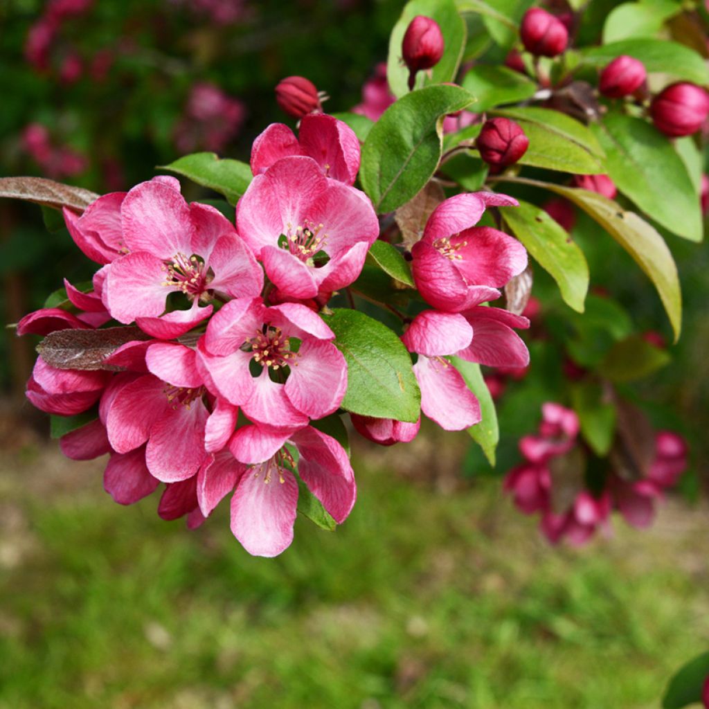 Pommier d'ornement - Malus Indian Magic