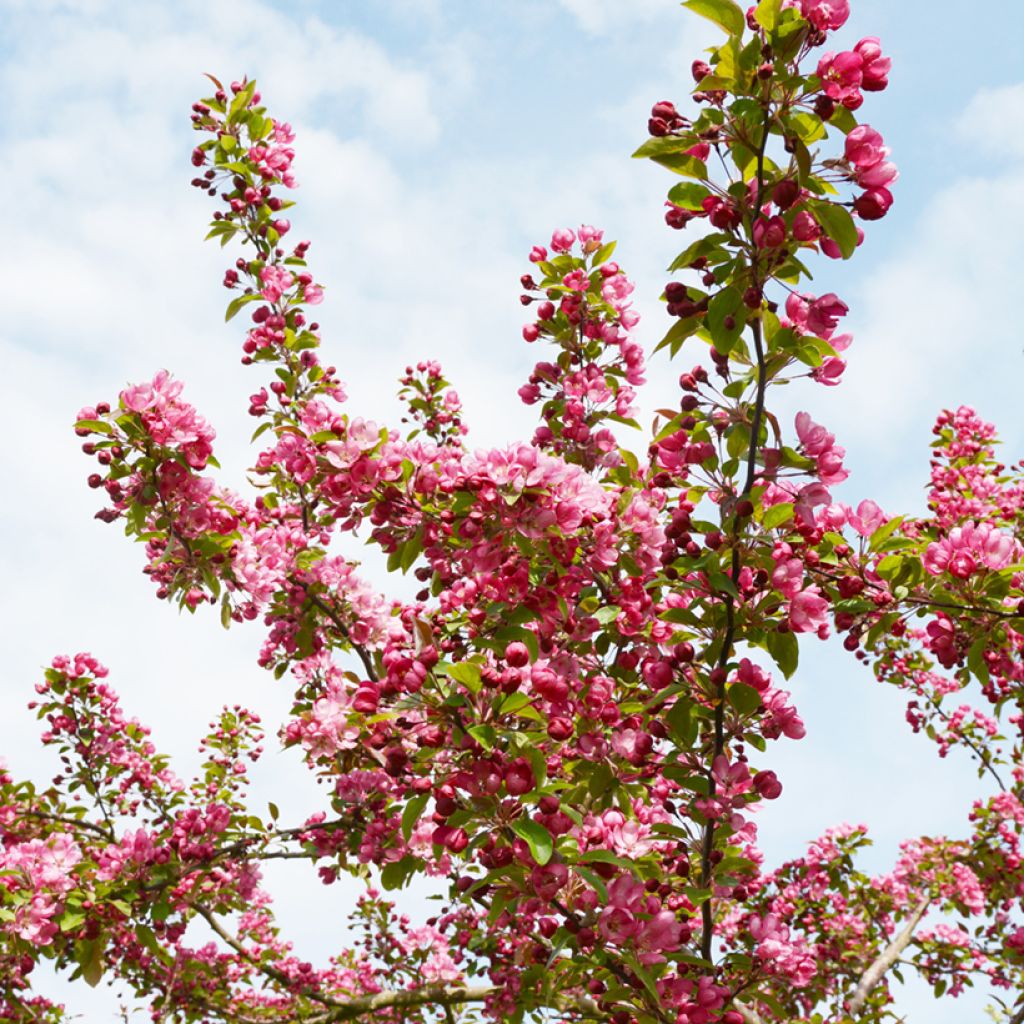 Pommier d'ornement - Malus Indian Magic