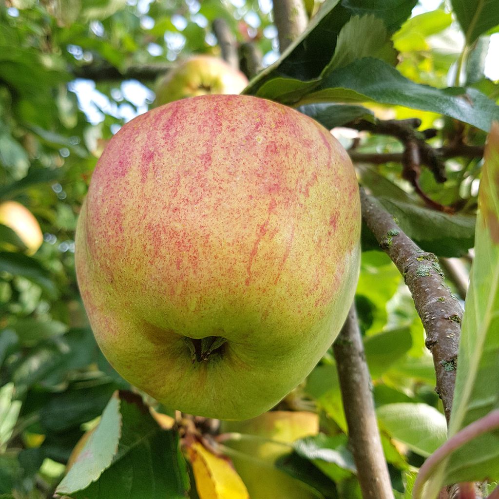 Malus domestica Delicado