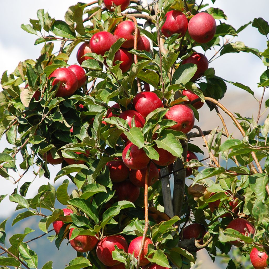 Pommier nain Fruit Me Apple Me Red Gala 