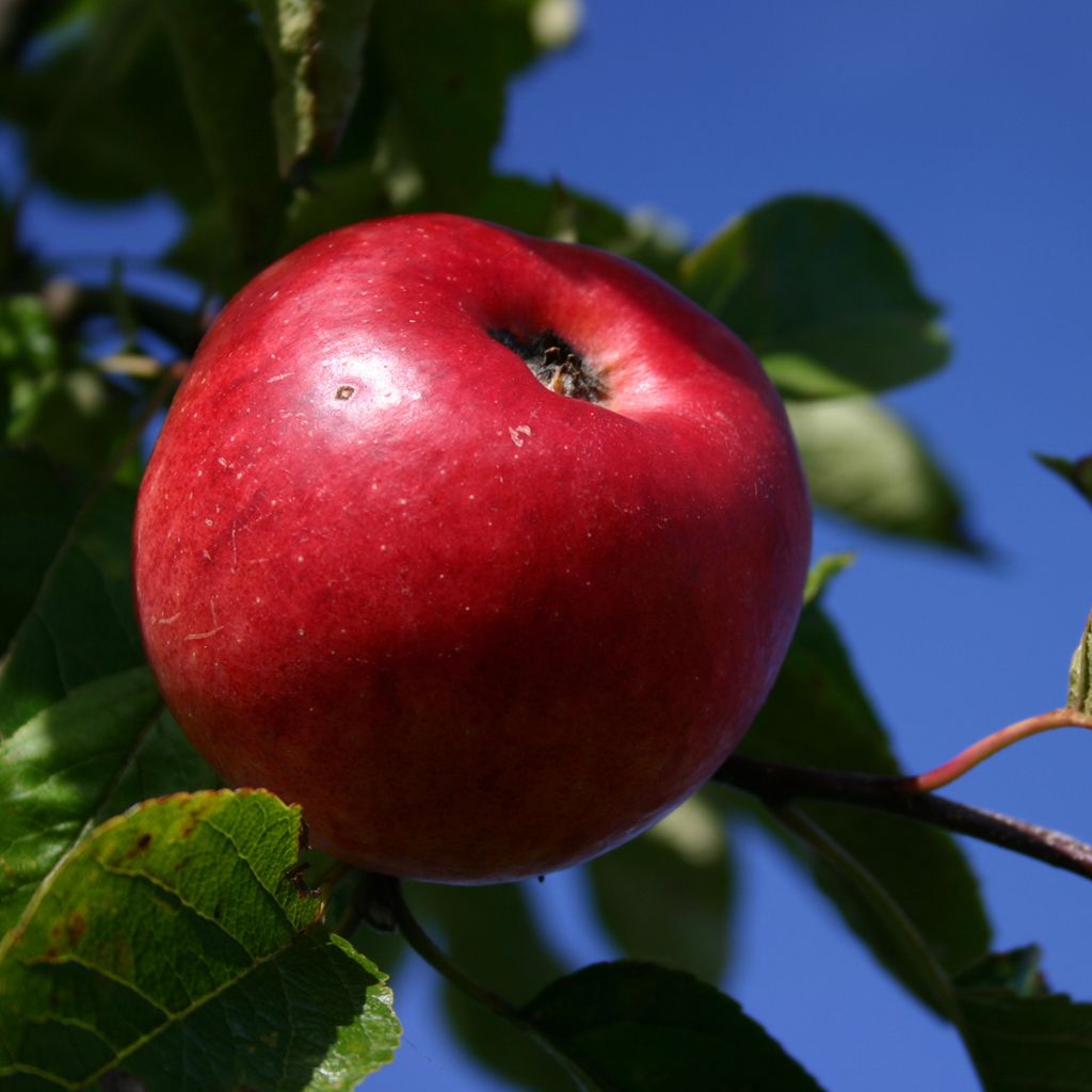 Malus domestica Red Dwarf