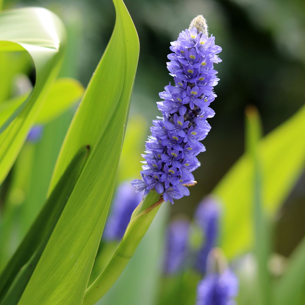 Pontederia lanceolata - Pontédérie à feuilles lancéolées