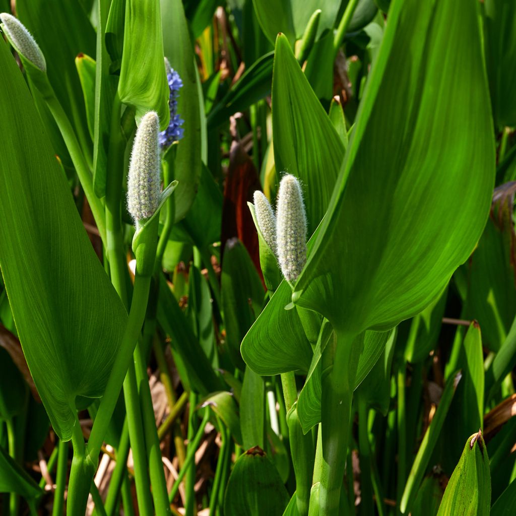 Pontederia lanceolata - Pontédérie à feuilles lancéolées