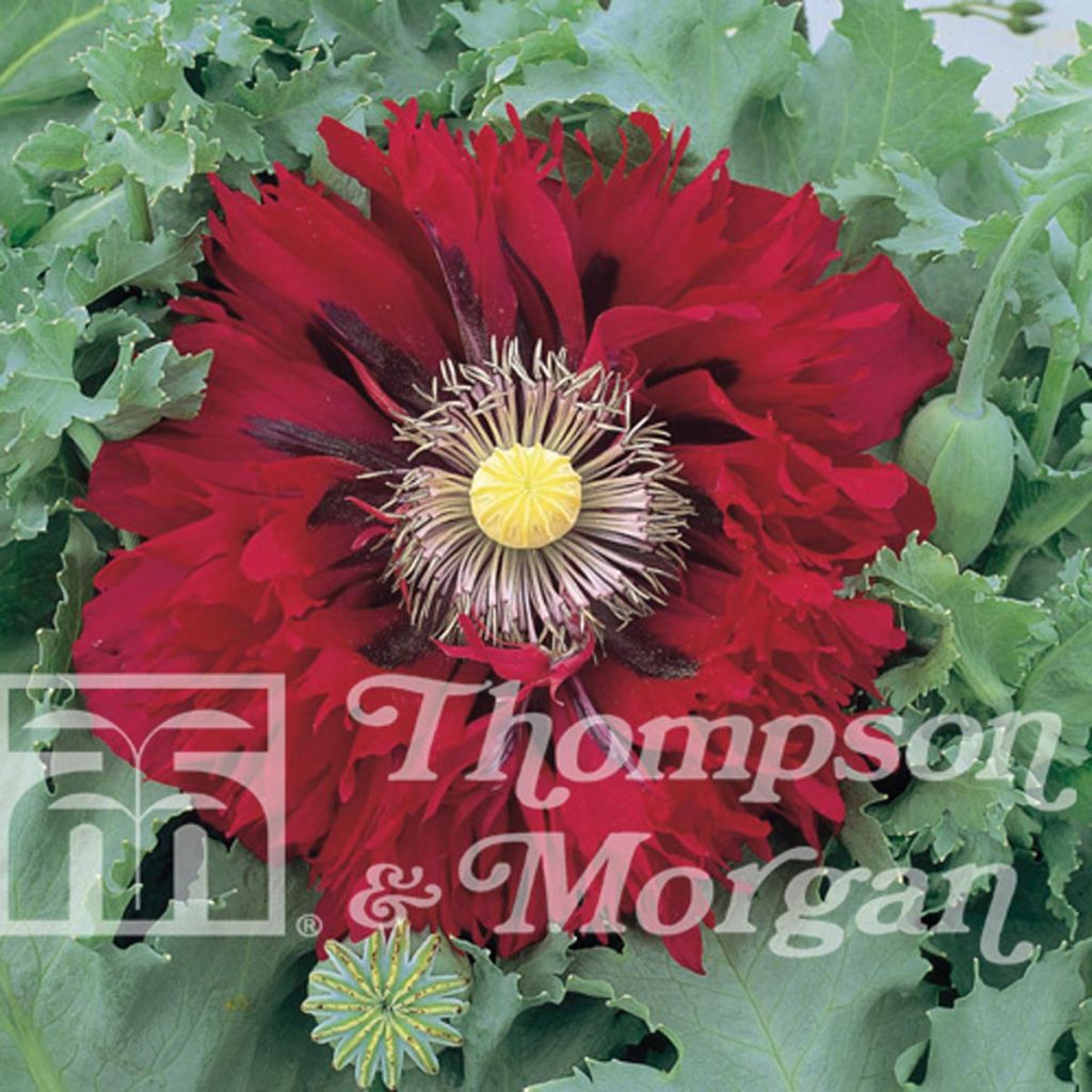 Opium Poppy Seriously Scarlet Seeds - Papaver somniferum