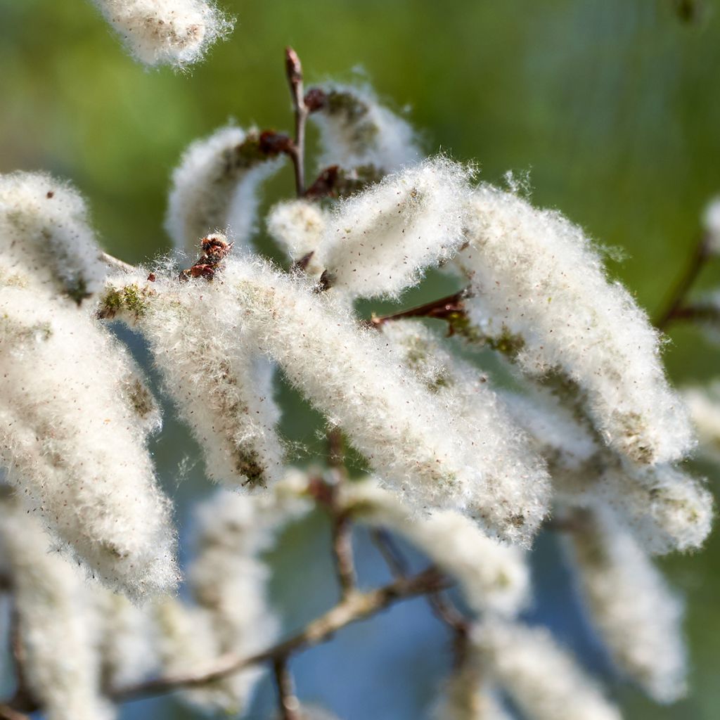 Populus alba - Peuplier blanc, de Hollande