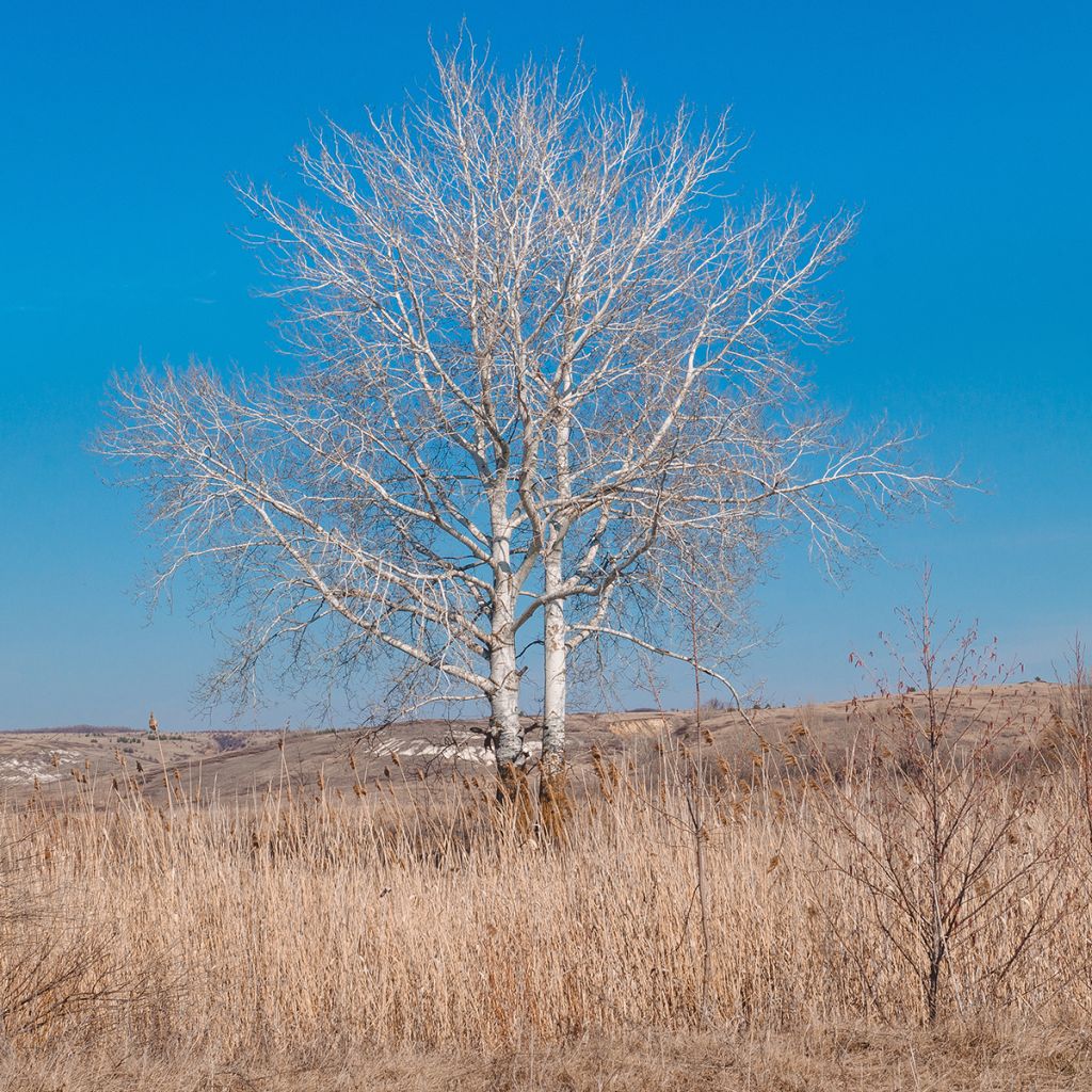 Populus alba - Peuplier blanc, de Hollande