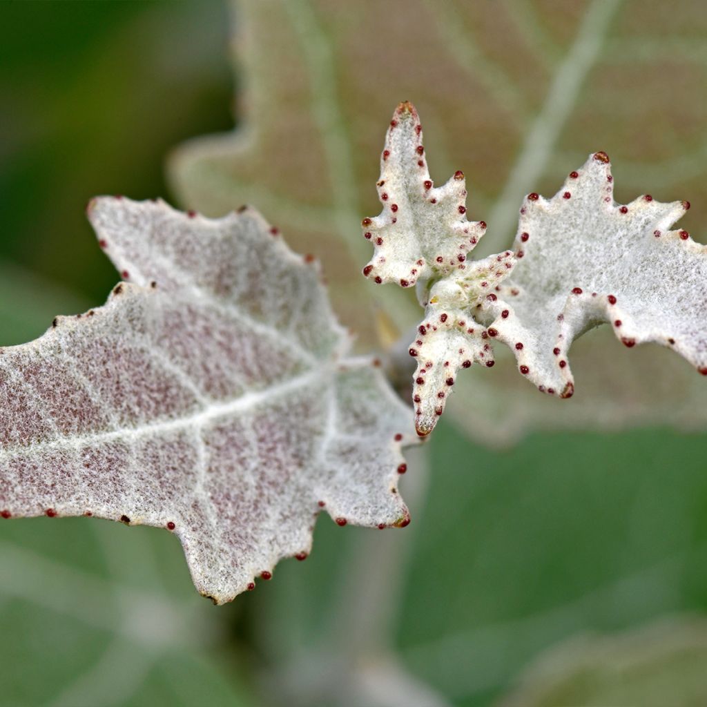 Populus alba - Peuplier blanc, de Hollande