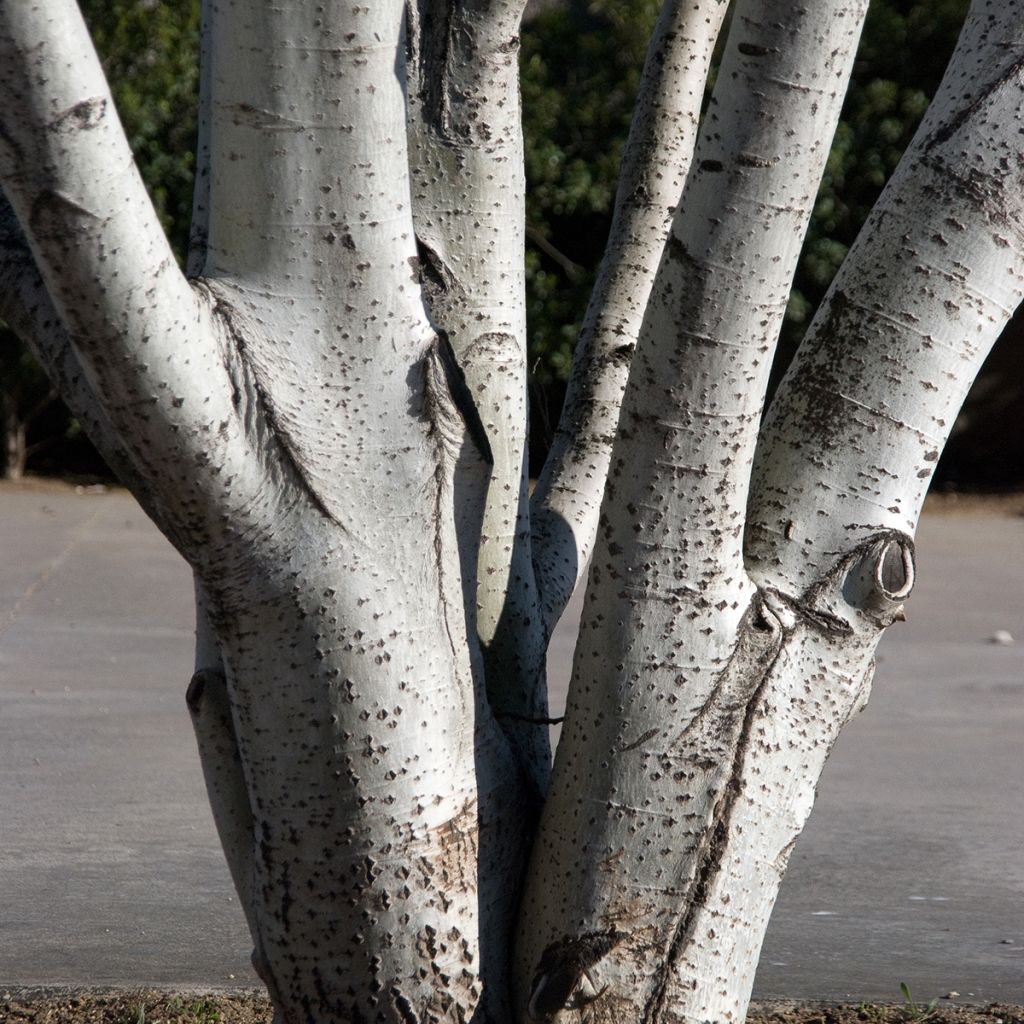 Populus alba - Peuplier blanc, de Hollande