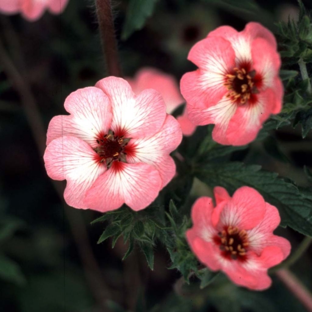 Potentille vivace - Potentilla Hopwoodiana