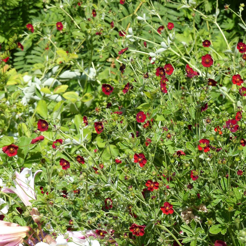 Potentille sanguine - Potentilla atrosanguinea